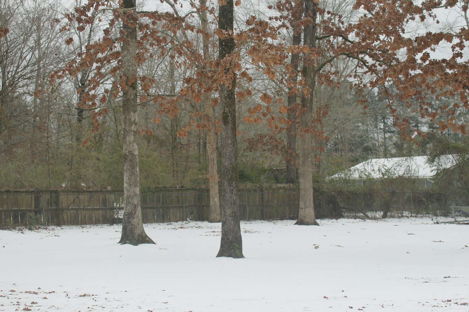 Snow-covered backyard in Orangeville